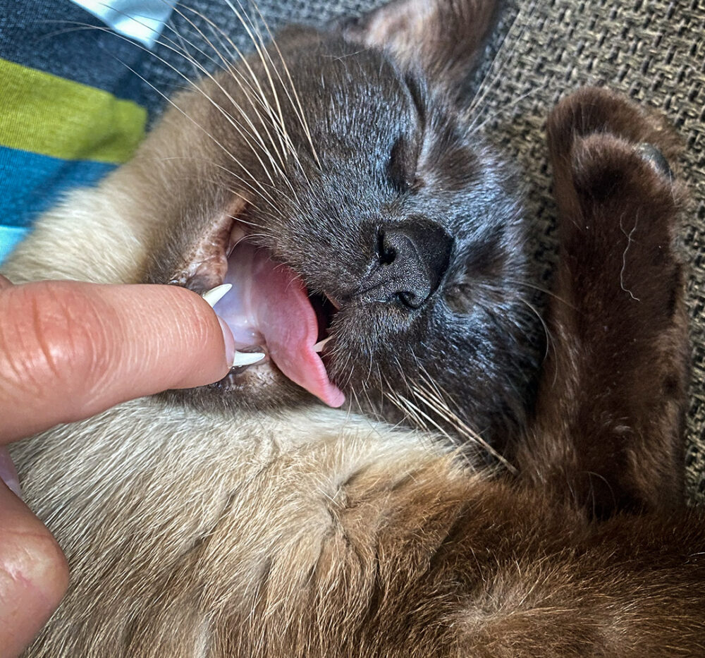 Charlotte Rodriguez @ kochstrasse.team